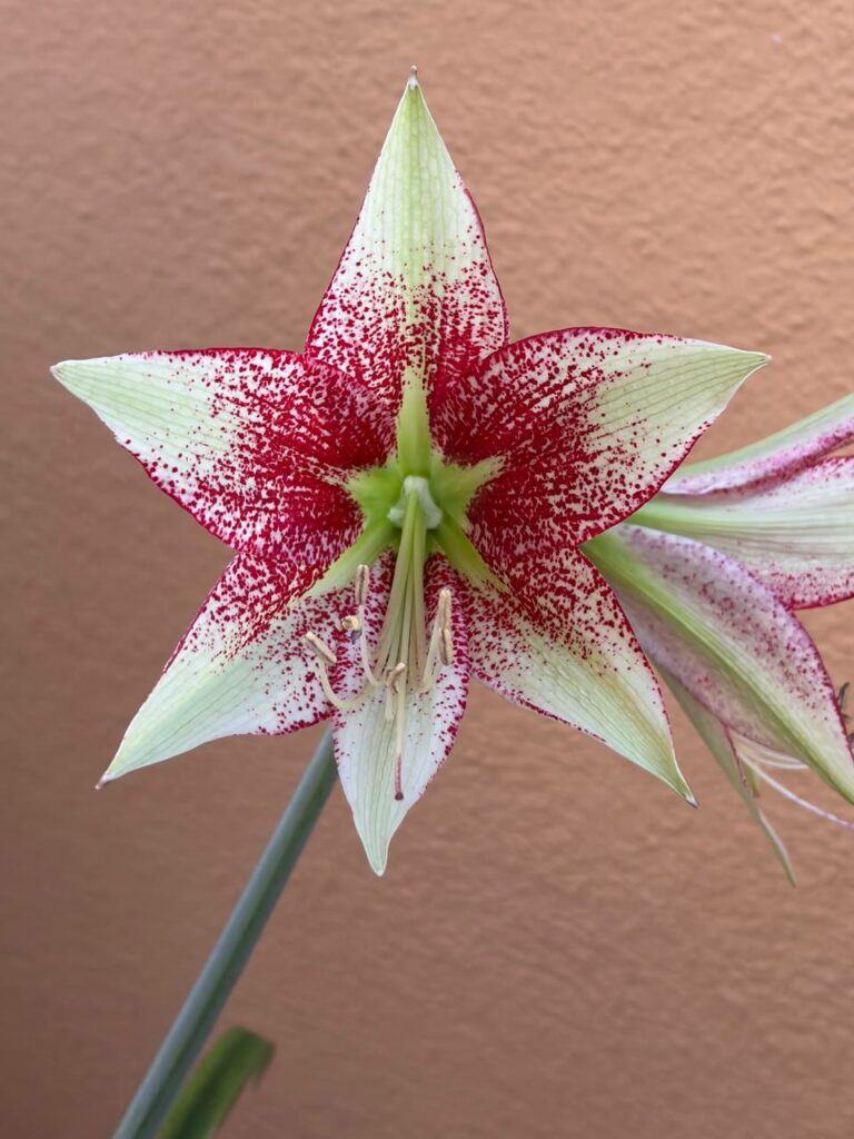 Hippeastrum Lapacense x Leucopardinum - 5 seeds.