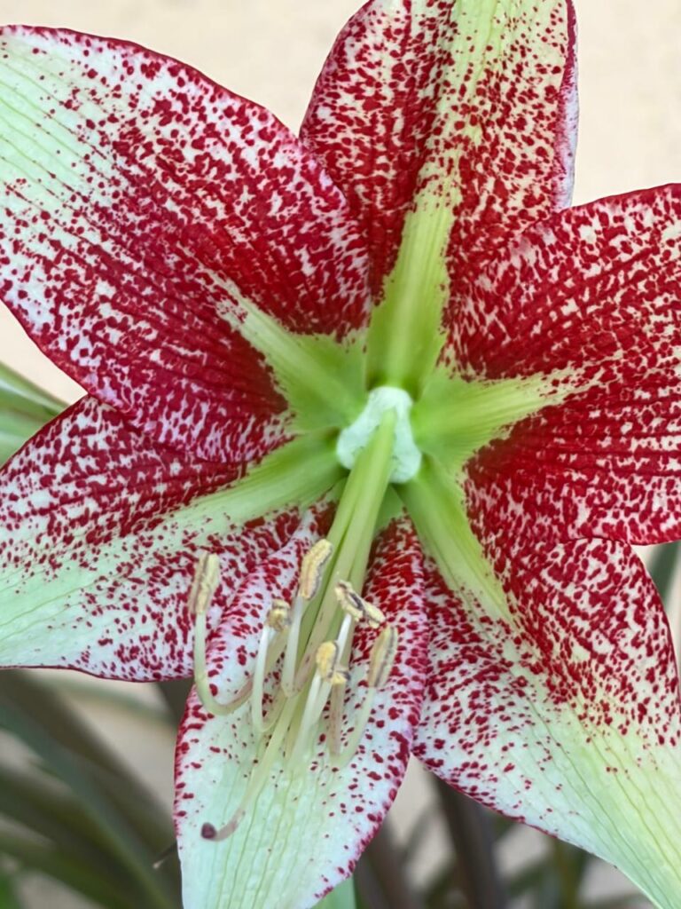 Hippeastrum  tweedianum x leucopardinum    - 5 seeds.