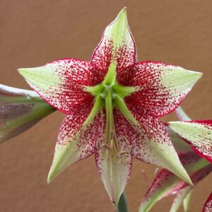 Alternative view of Hippeastrum nova sp. leucopardinum- 1 bulb.