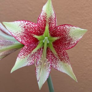 Alternative view of Hippeastrum  Leucopardinum x Lapacense - 5 seeds.