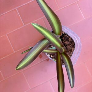 Hippeastrum Kaori Maihime  x iguazuanum 1 bulb variegated leaves.