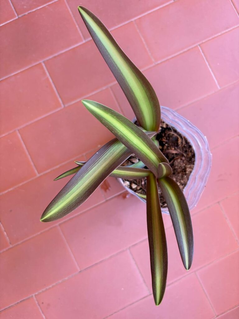Hippeastrum Kaori Maihime  x iguazuanum 1 bulb variegated leaves.