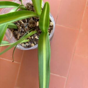 Hippeastrum Evergreen  x Tennuo No May 1 bulb variegated leaves.