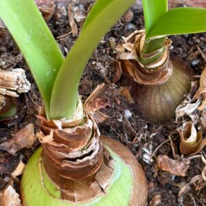 Hippeastrum Exotic Star  x Nelsonii 1 bulb.