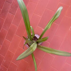 Hippeastrum Chico x  sonatini n1875 1 bulb.