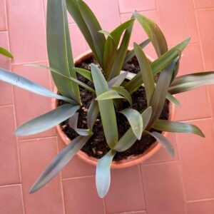 Hippeastrum (aulicum x papilio) x iguazuanum 1 bulb.