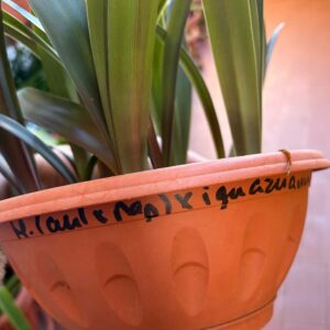 Alternative view of Hippeastrum (aulicum x papilio) x iguazuanum 1 bulb.