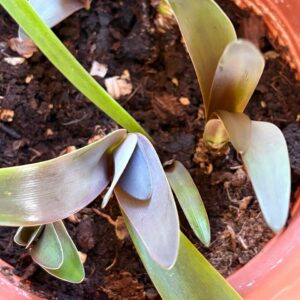 Hippeastrum (acramanii x papilio) x iguazuanum 1 bulb.