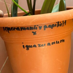 Alternative view of Hippeastrum (acramanii x papilio) x iguazuanum 1 bulb.