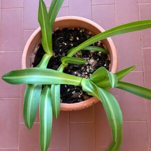 Hippeastrum Kaori Maihime  x papilio 1 bulb variegated leaves.