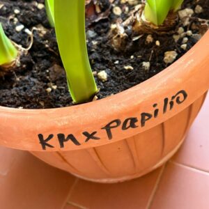 Alternative view of Hippeastrum Kaori Maihime  x papilio 1 bulb variegated leaves.
