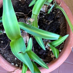 Hippeastrum Flamemco Queen  x Autumn Rose Lady 1 bulb Variegated leaves.