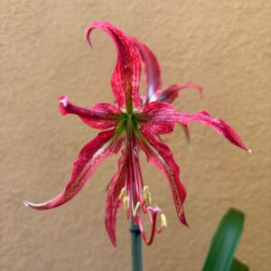 Hippeastrum APYn3 - 1 bulb.