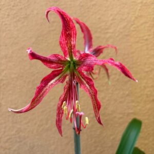 Hippeastrum ESS x  APH-3  - 10 seeds.