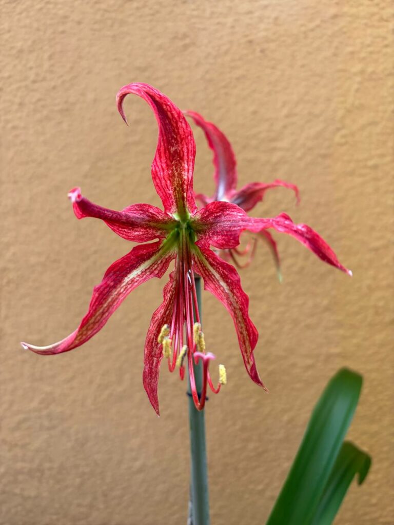 Hippeastrum ESS x  APH-3  - 10 seeds.
