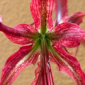 Alternative view of Hippeastrum APYn3 - 1 bulb.