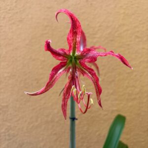 Alternative view of Hippeastrum APYn3 - 1 bulb.
