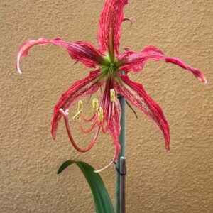 Hippeastrum APYn3 - 1 bulb.