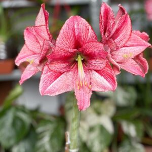 Hippeastrum Relevation x Autumn Rose Lady- 10 seeds Variegated.