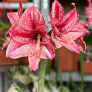 Alternative view of Hippeastrum Relevation x Red Symphony - 10 seeds.