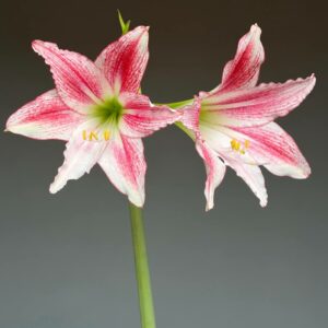 Hippeastrum C1828-1  x tweedianum  5 seeds.