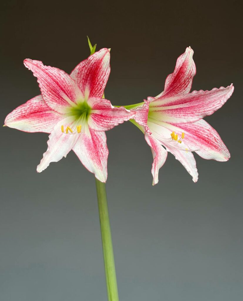 Hippeastrum C1828-1  x tweedianum  5 seeds.