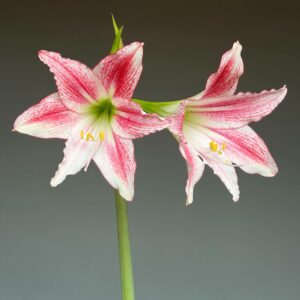 Hippeastrum AP-3 x Tweedianum - 10 seeds.