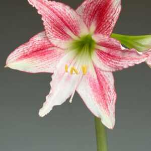 Alternative view of Hippeastrum C1828-1  x tweedianum  5 seeds.