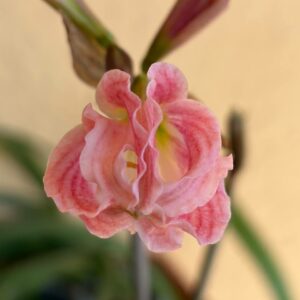 Hippeastrum Idimae X Evansiarum - 1 bulb.