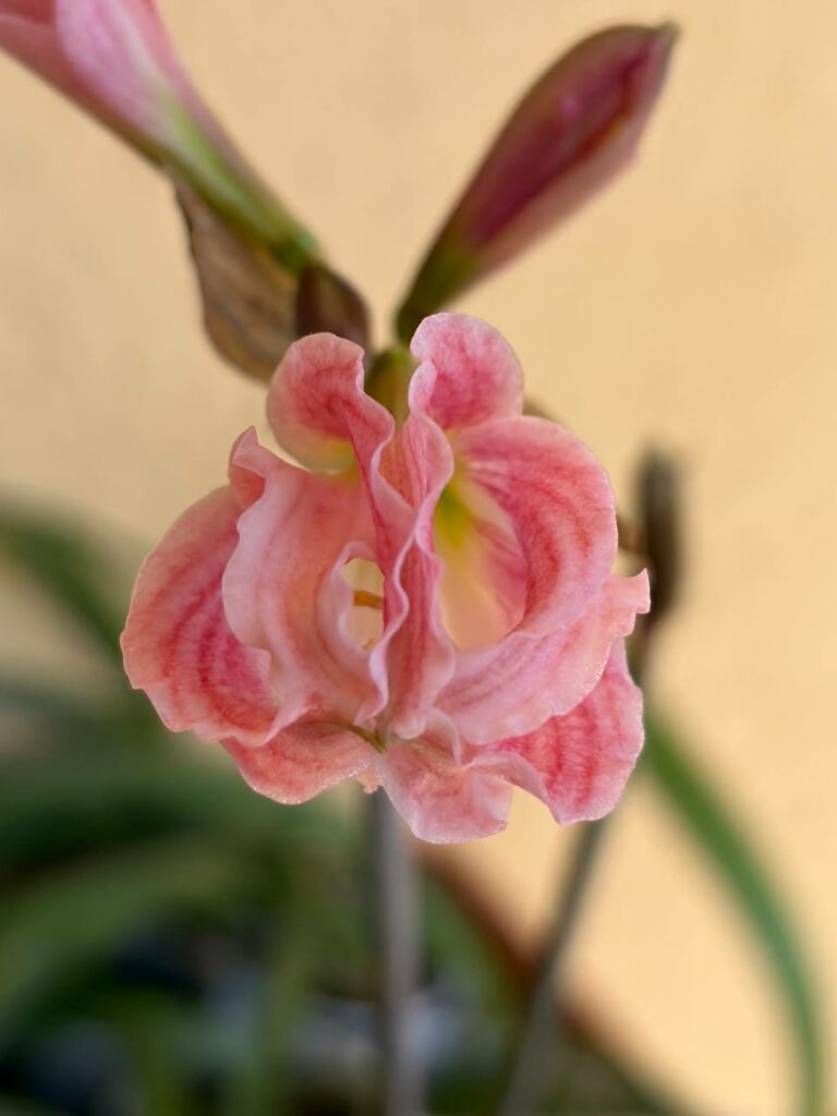 Hippeastrum Idimae X Evansiarum - 1 bulb.