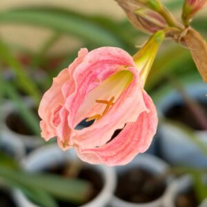 Alternative view of Hippeastrum Idimae X Evansiarum - 1 bulb.