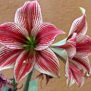 Alternative view of Hippeastrum Lapacense x Papilio n3. 1 bulb.