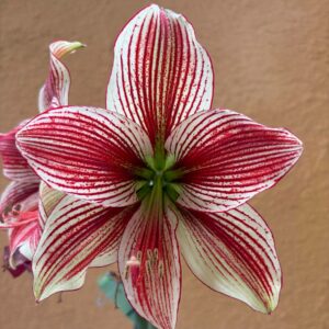 Hippeastrum Lapacense x Papilio n3. 1 bulb.