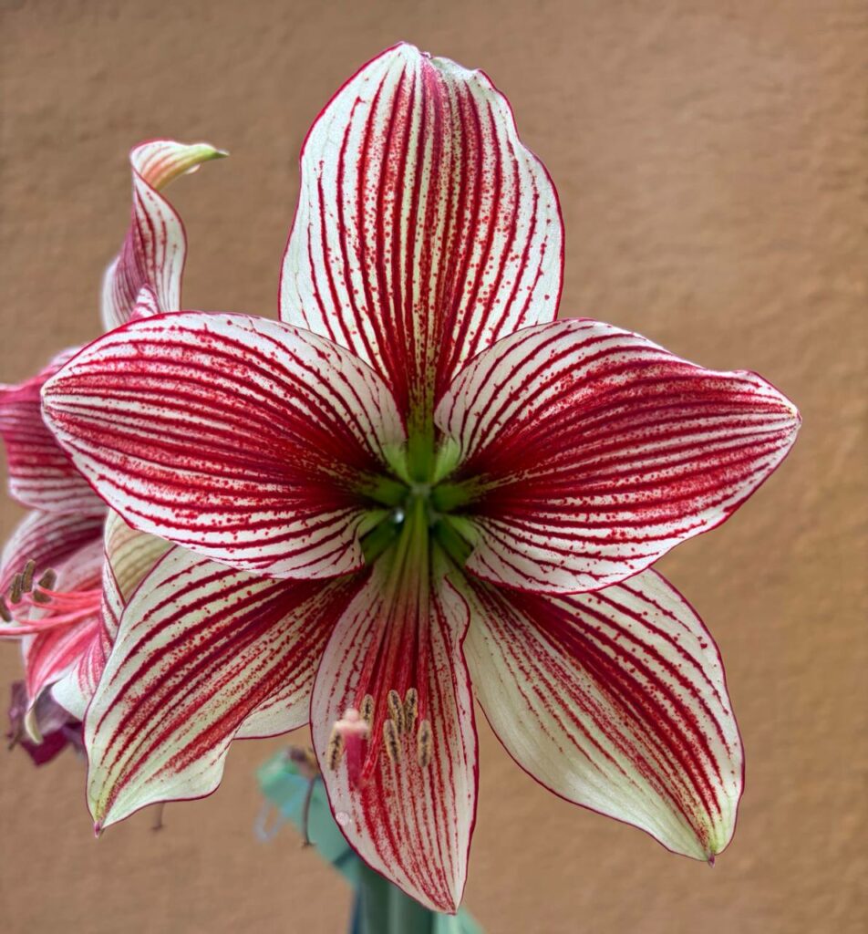 Hippeastrum Lapacense x Papilio n3. 1 bulb.