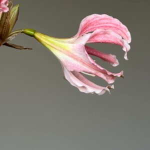 Hippeastrum Idimae X Evansiarum - 1 bulb.
