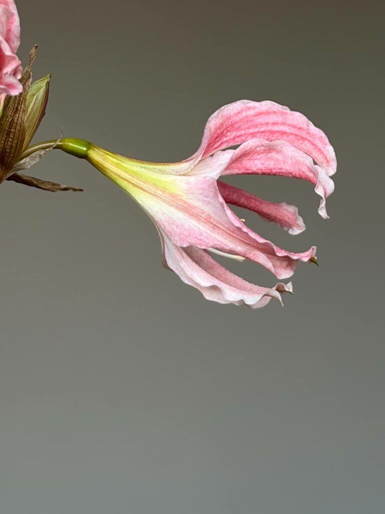 Hippeastrum Idimae X Evansiarum - 1 bulb.
