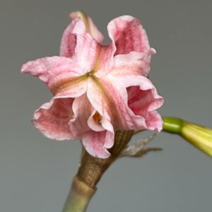 Alternative view of Hippeastrum Idimae X Evansiarum - 1 bulb.