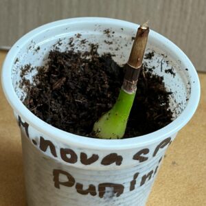 Alternative view of Hippeastrum punini nova specie  - 1 bulb.