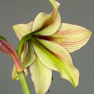 Alternative view of Hippeastrum lapacense x Papilio n4 - 1 bulb.