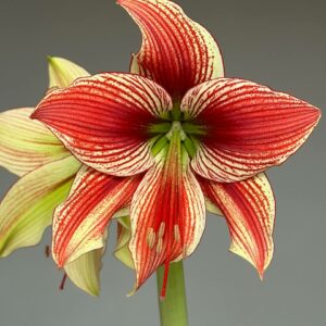 Hippeastrum lapacense x Papilio n4 - 1 bulb.