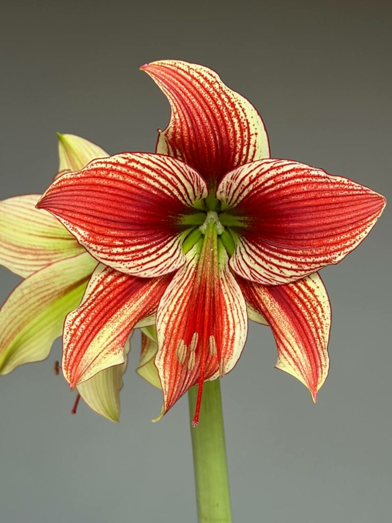 Hippeastrum lapacense x Papilio n4 - 1 bulb.