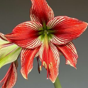 Hippeastrum lapacense x Papilio n5 - 1 bulb.
