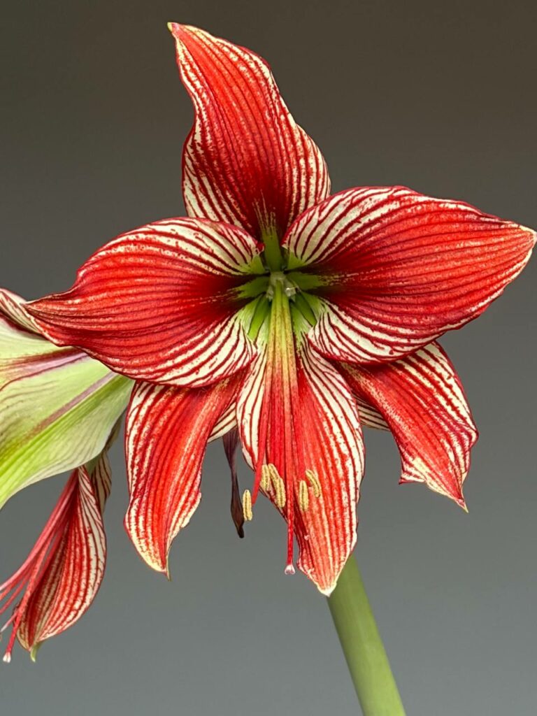 Hippeastrum lapacense x Papilio n5 - 1 bulb.