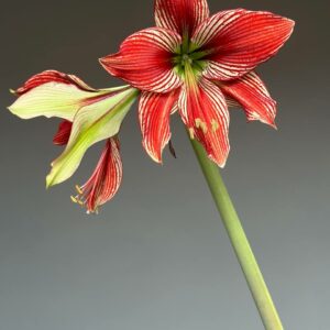 Alternative view of Hippeastrum lapacense x Papilio n5 - 1 bulb.