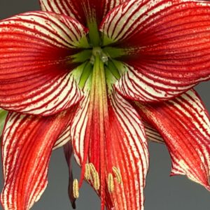 Alternative view of Hippeastrum PL-4 X Leucopardinum - 5 seeds.