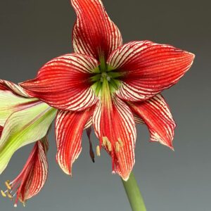 Alternative view of Hippeastrum LPn1 x Dragon - 10 seeds.