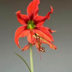 Hippeastrum APHn4 - 1 bulb.