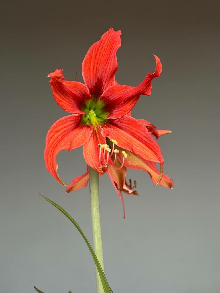Hippeastrum APHn4 - 1 bulb.