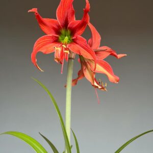 Alternative view of Hippeastrum APHn4 - 1 bulb.