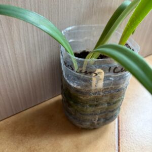 Alternative view of Hippeastrum glaucescens Curitibanos  - 1 bulb.